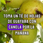 Alivio Natural: Té de Guayaba para el Dolor de Espalda Baja