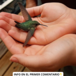 El Significado Espiritual de un Colibrí en Tu Hogar: Un Mensaje de Amor y Esperanza