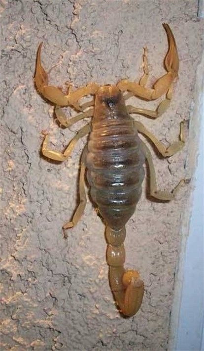Escorpión sobre superficie rugosa