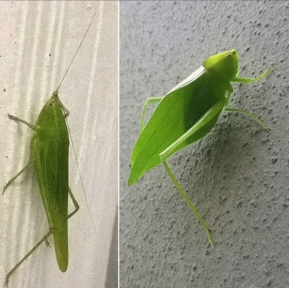 Katydid