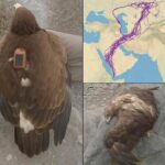 El Enigma de las Rutas Migratorias de las Aves: Un Estudio Deslumbrante de 20 Años