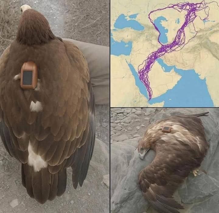 Águila equipada con GPS