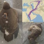 El Vuelo del Conocimiento: Remedios Naturales Inspirados en la Migración de Aves