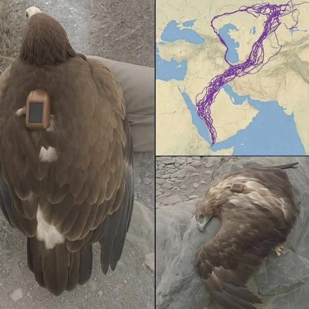Águila con dispositivo de rastreo GPS
