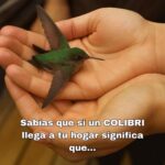 El Significado de la Visita de un Colibrí a Tu Hogar