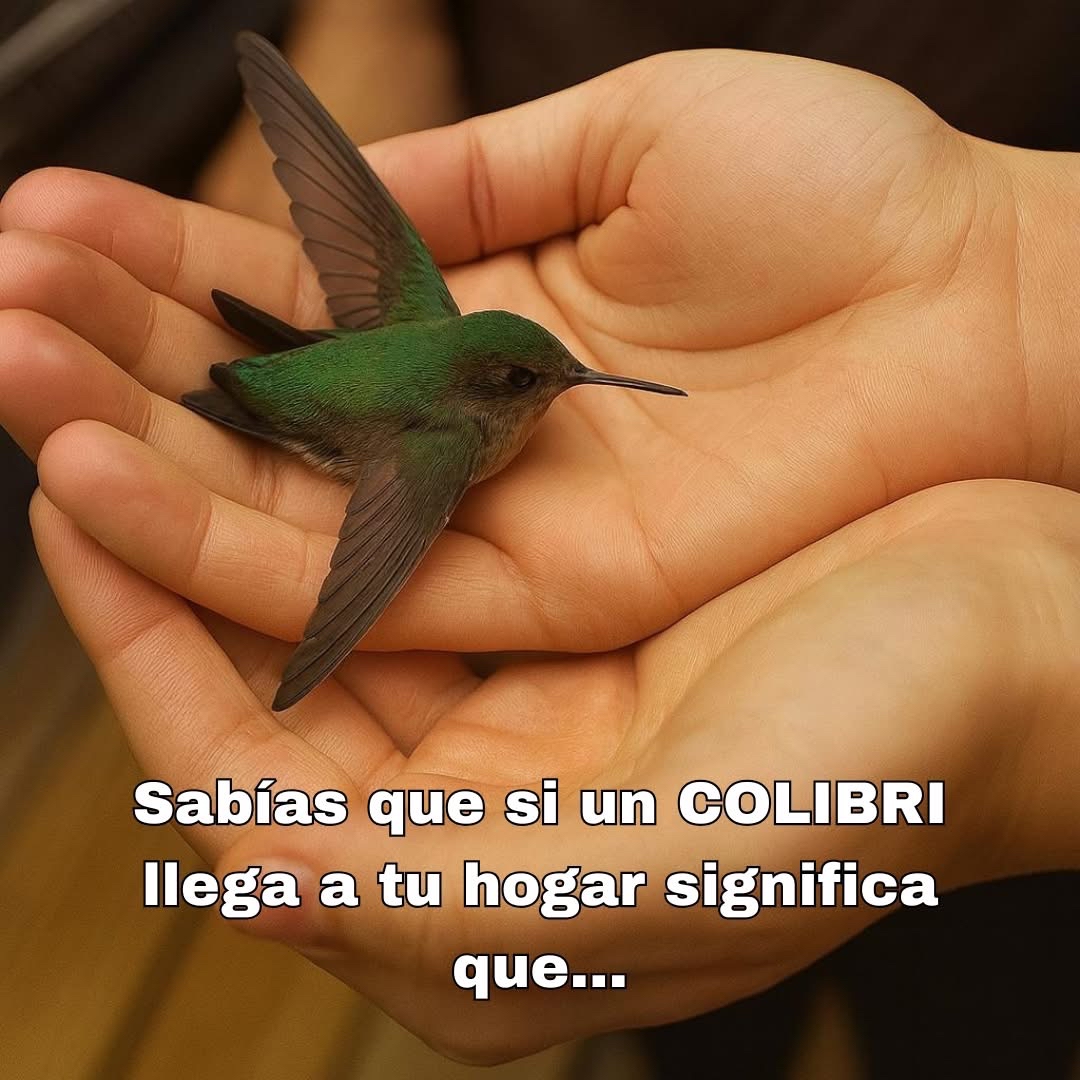 Colibrí posado en manos de persona