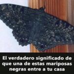 El Misterio de las Mariposas Negras: Significado y Creencias