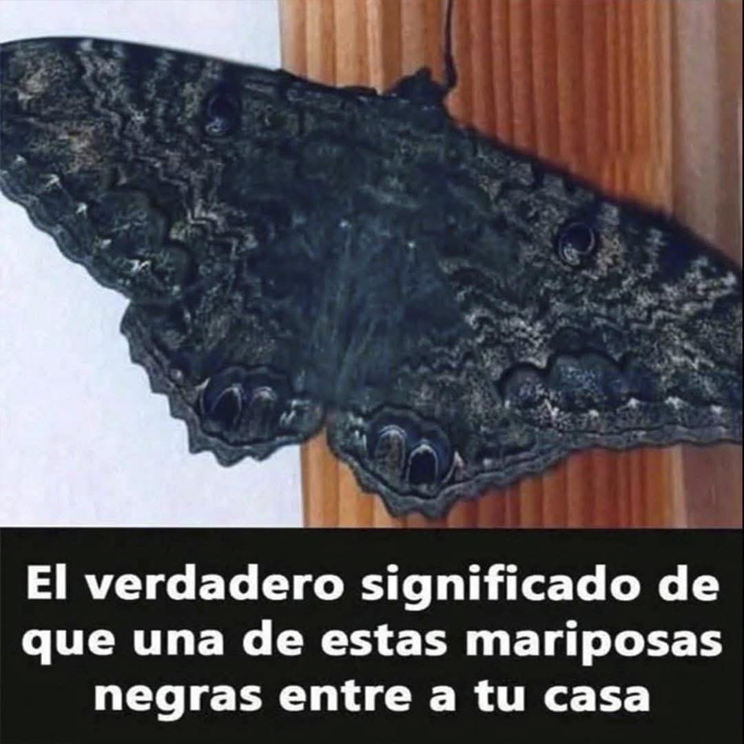 Mariposa Negra en Superficie de Madera
