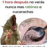 Remedios Caseros Efectivos para Ahuyentar Ratones y Cucarachas