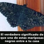 Mariposas Negras: Símbolos y Creencias Ancestrales