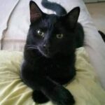 La Mística Presencia de los Gatos Negros: Señales y Bienestar Natural
