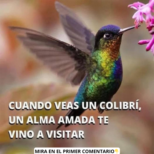 Colibrí cerca de una flor