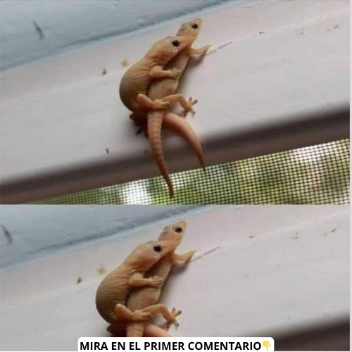 Interacción entre lagartijas