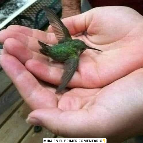 Colibrí en manos humanas