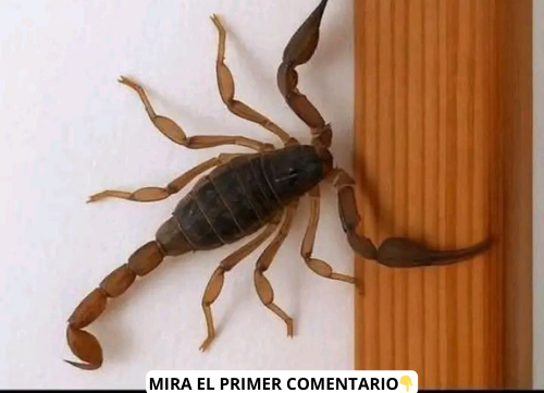 Escorpión en una superficie