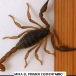 Los Alacranes: Mitos y Realidades También en la Salud
