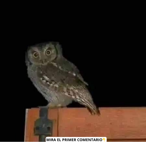 Lechuza en la noche