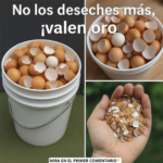 No Deseches Más las Cáscaras de Huevo: ¡Descubre su Valor Oculto!
